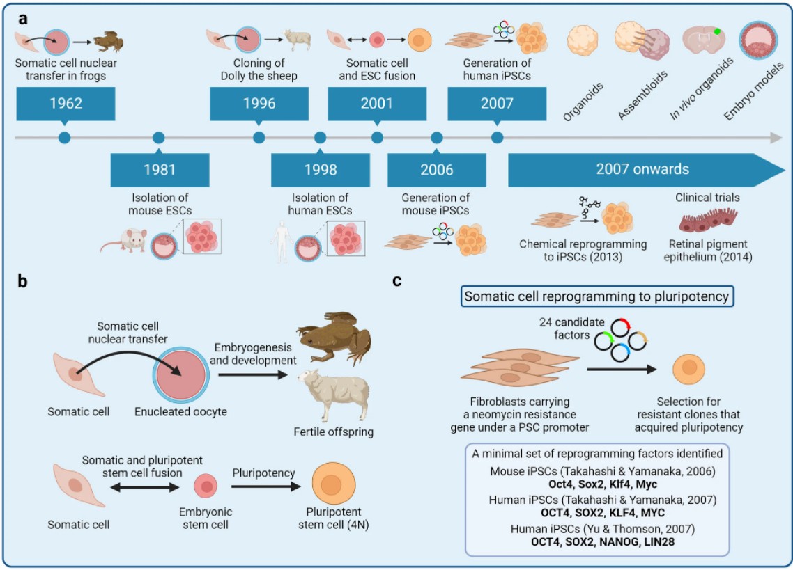 Figure 3 Development of the iPSC technology.